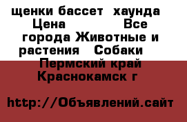 щенки бассет- хаунда › Цена ­ 20 000 - Все города Животные и растения » Собаки   . Пермский край,Краснокамск г.